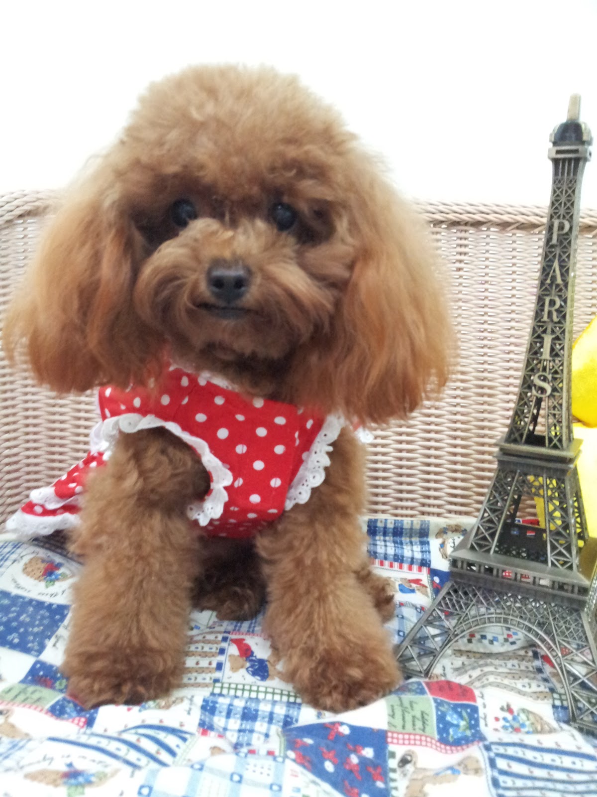 YouLong Poodle Breeding Center Little Diora update from Singapore ★toy poodle teacup poodle